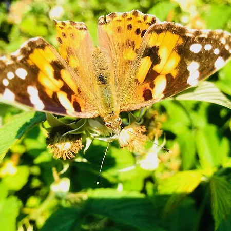 Apartment Nadmorski Sztutowo