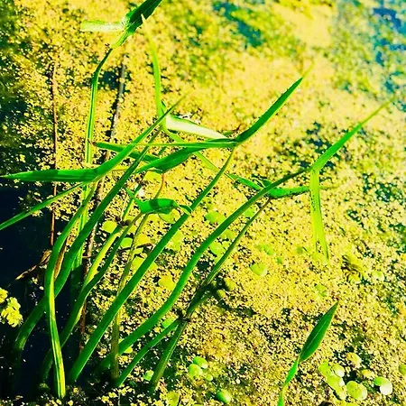 Nadmorski アパート シュトゥトボ