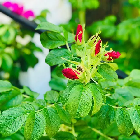 Apartment Nadmorski Sztutowo