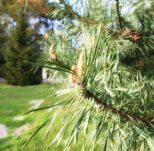 Lägenhet Nadmorski Las Sztutowo