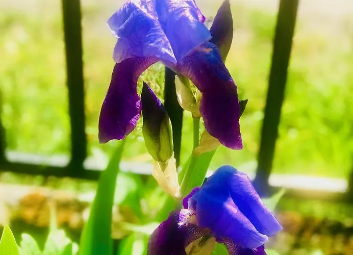 Nadmorski Apartman Sztutowo