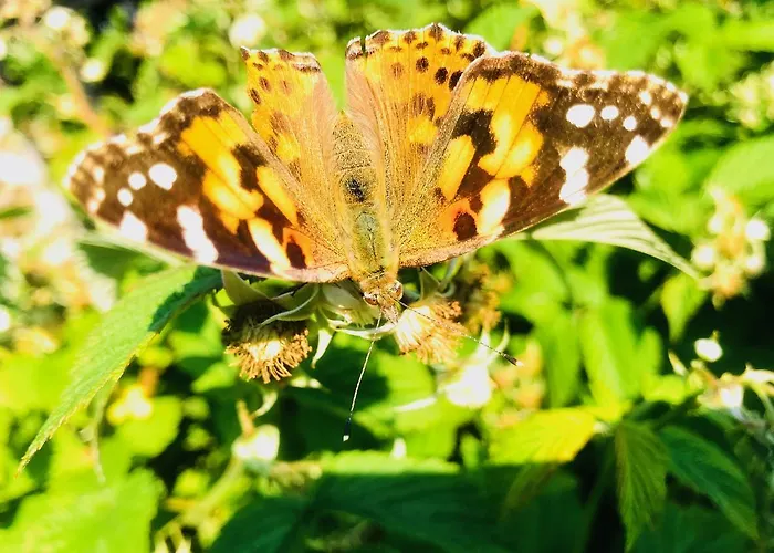 Apartman Nadmorski Sztutowo