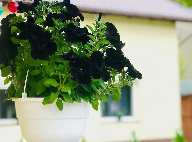 Nadmorski Las * Sztutowo