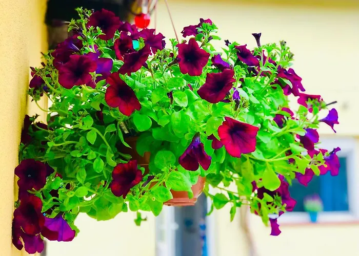 Nadmorski Apartman *