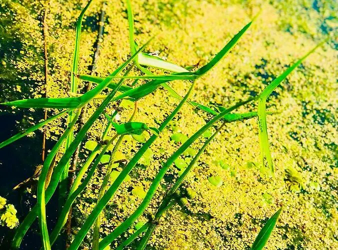 Nadmorski Las Lägenhet Sztutowo