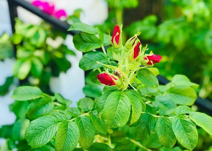 Apartman Nadmorski Sztutowo